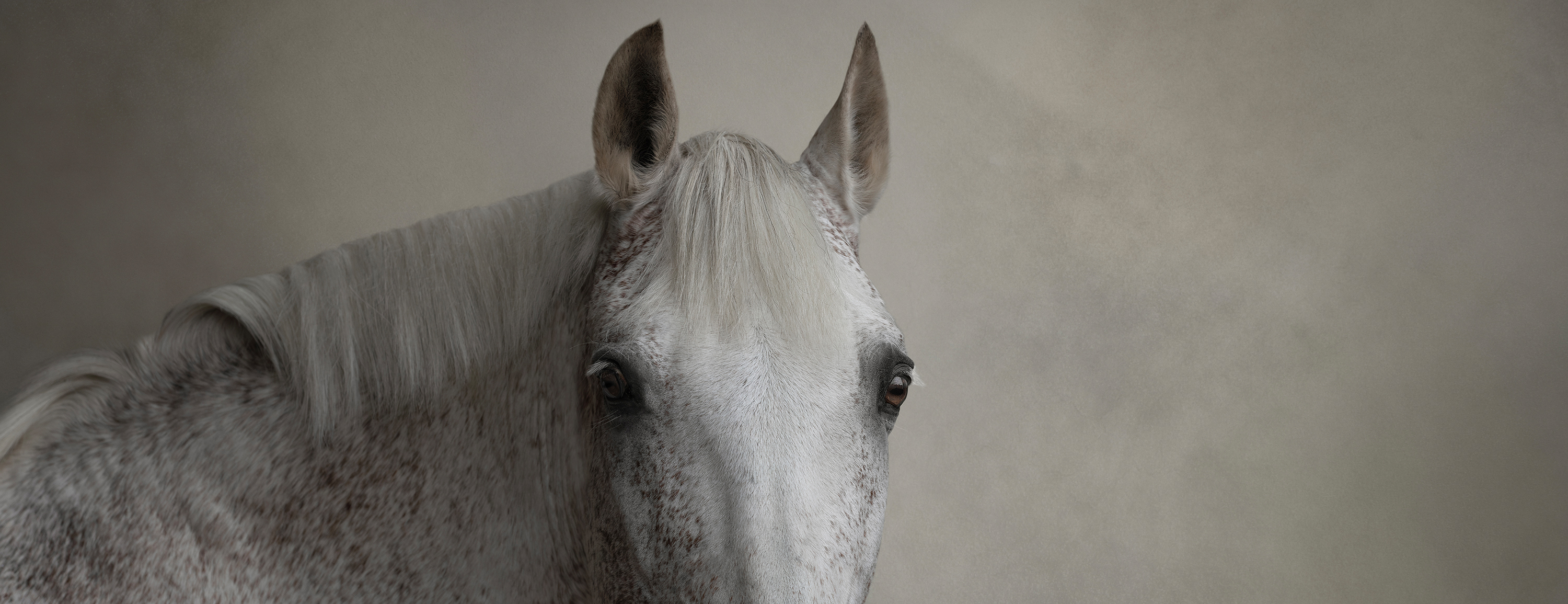 image of a beautiful horse in fine art detail