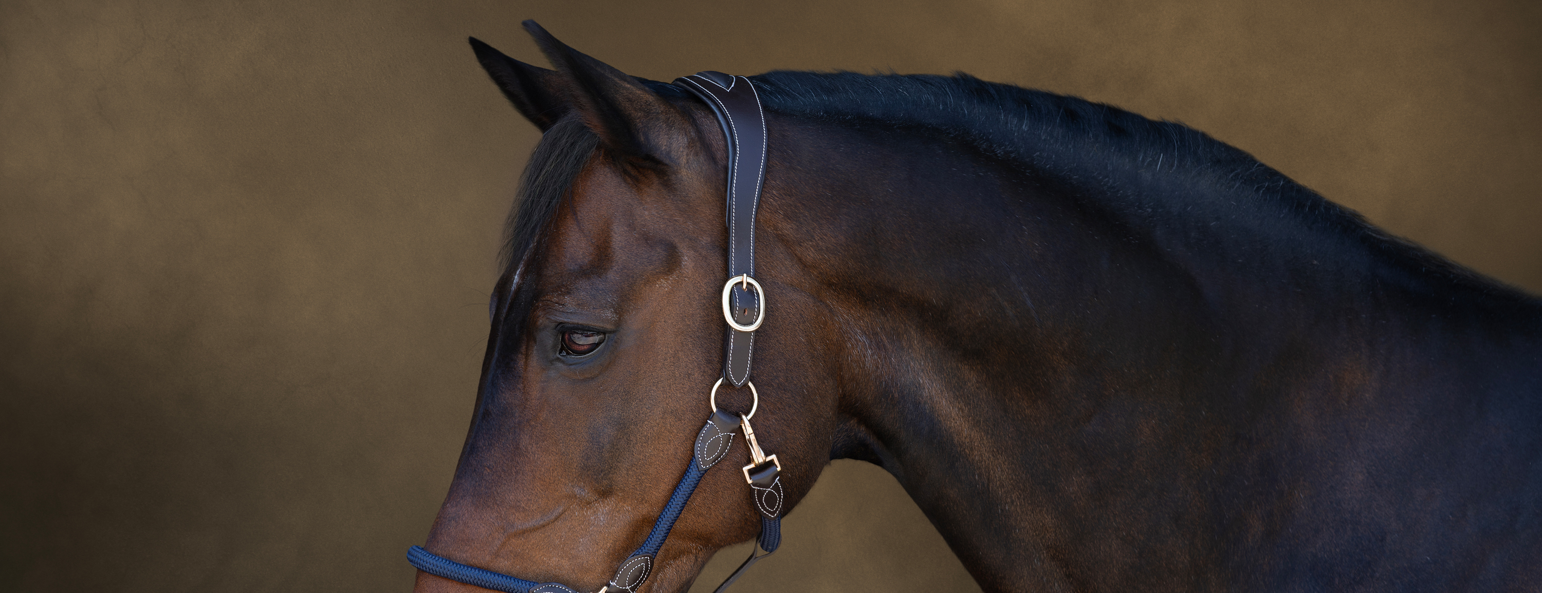 image of grey stallion looking round at owner in a fine art photgraphic style