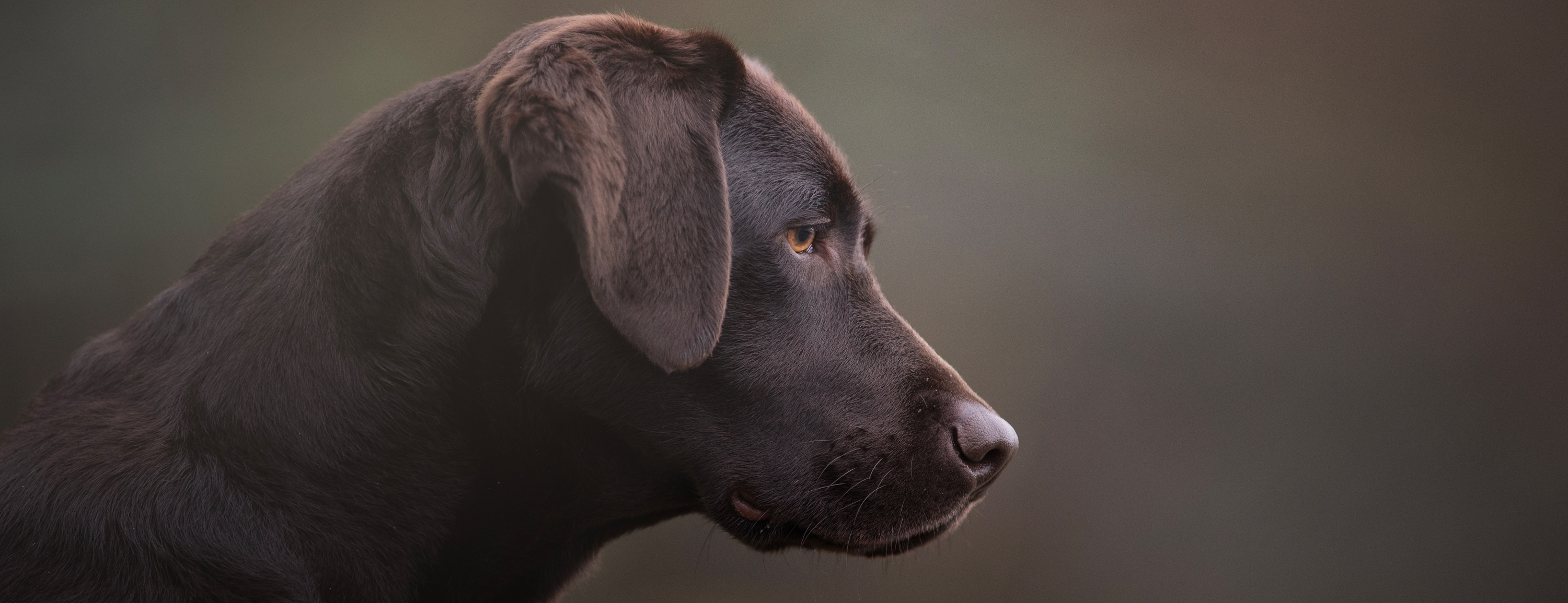 close up image of a lovely chocolate coat labrador profile, looking up towards her owner.