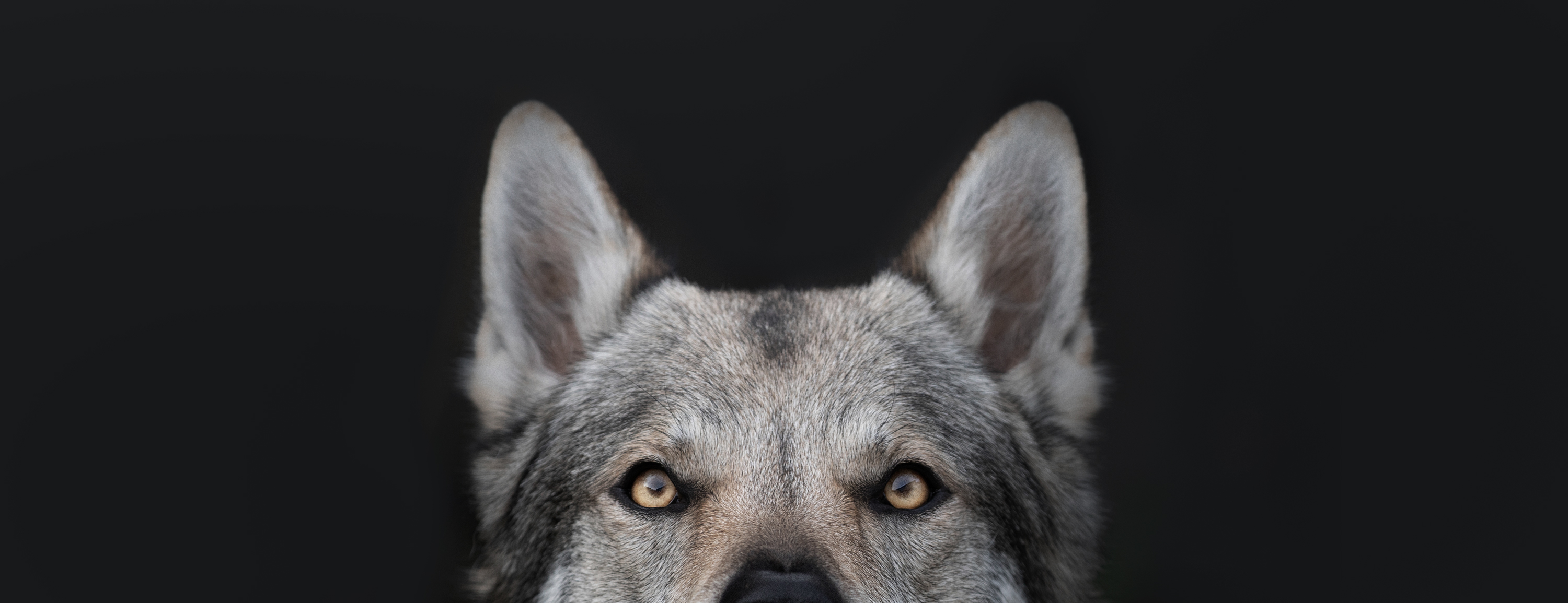 image of a yellow eyed wolfdog in fine art detail