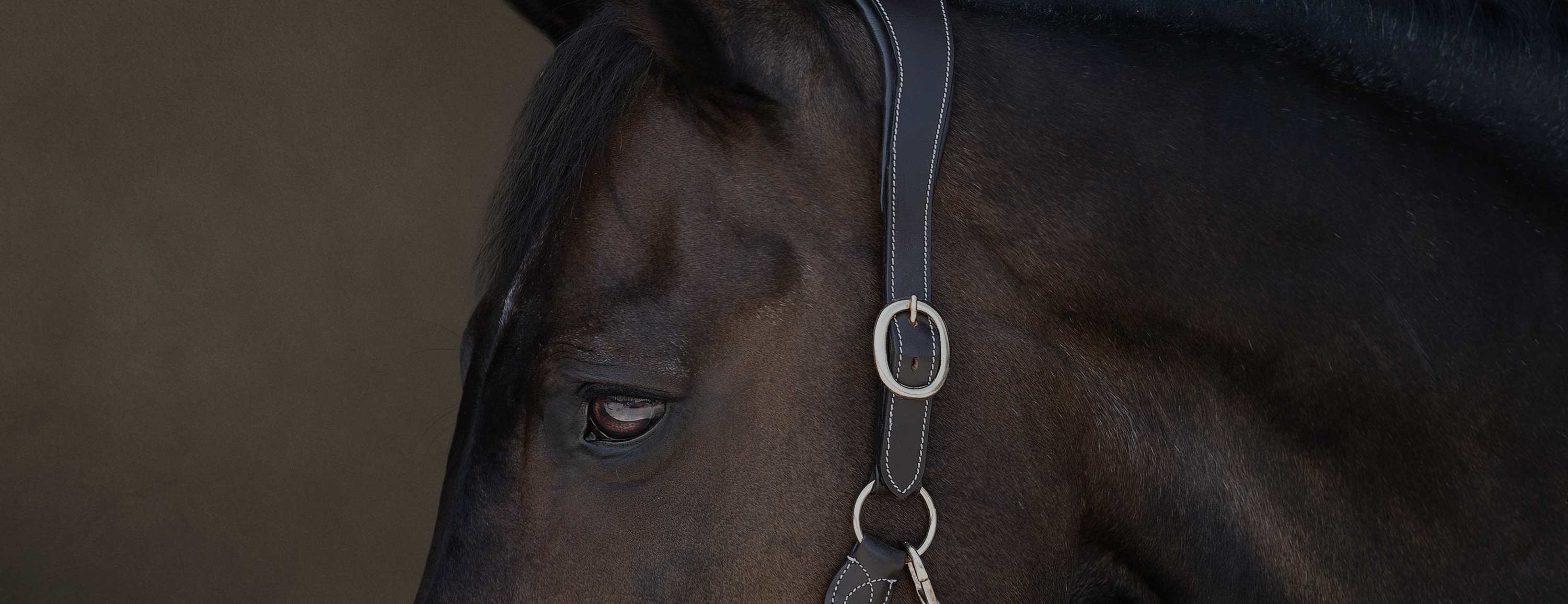striking close up image of a stunning dark bay horses head, focused on the eye & against a soft pale gold mottled background.