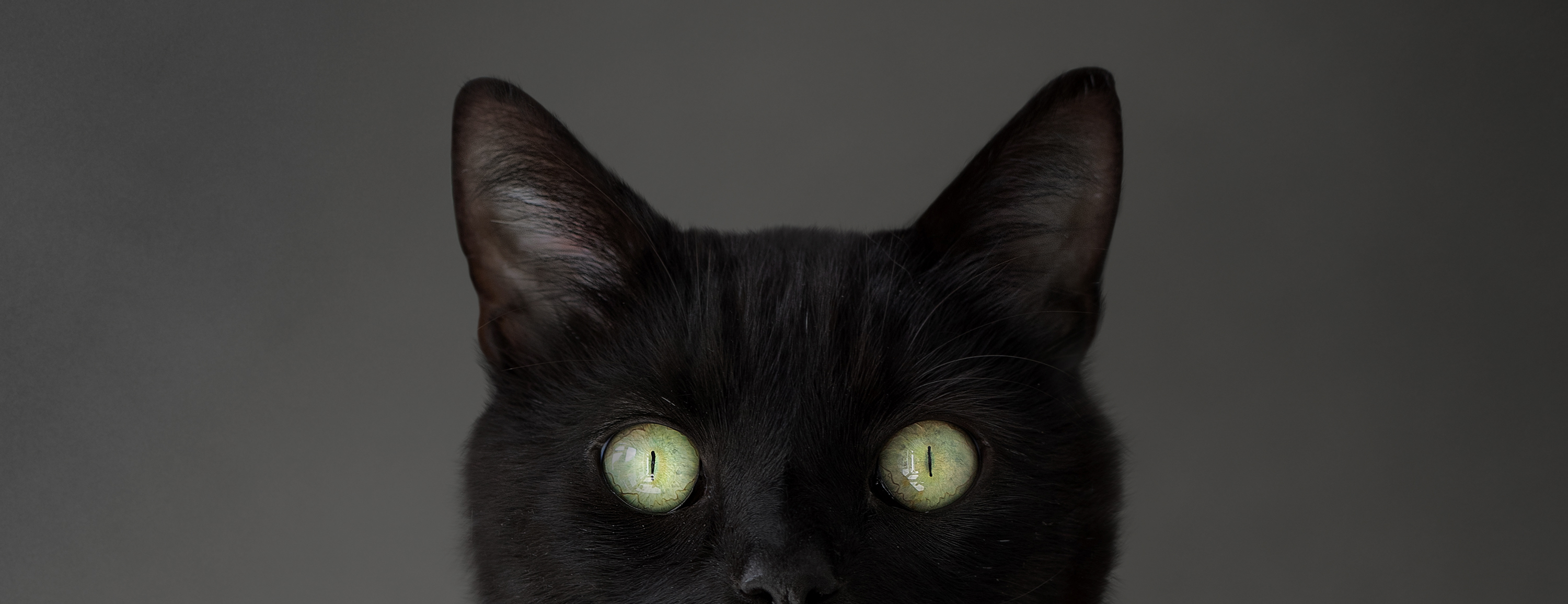 image of a stunning black cat with bright green eyes, in close up fine art detail