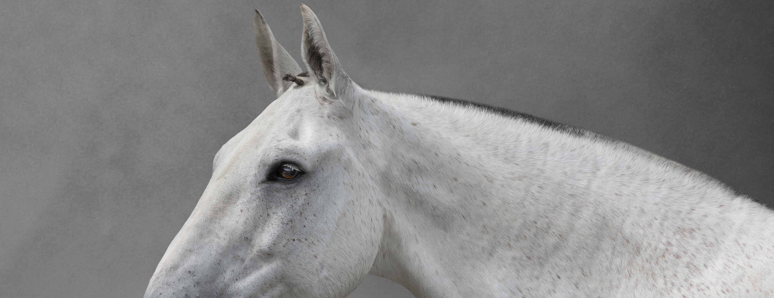 image of a stunning grey hogged cob in fine art detail