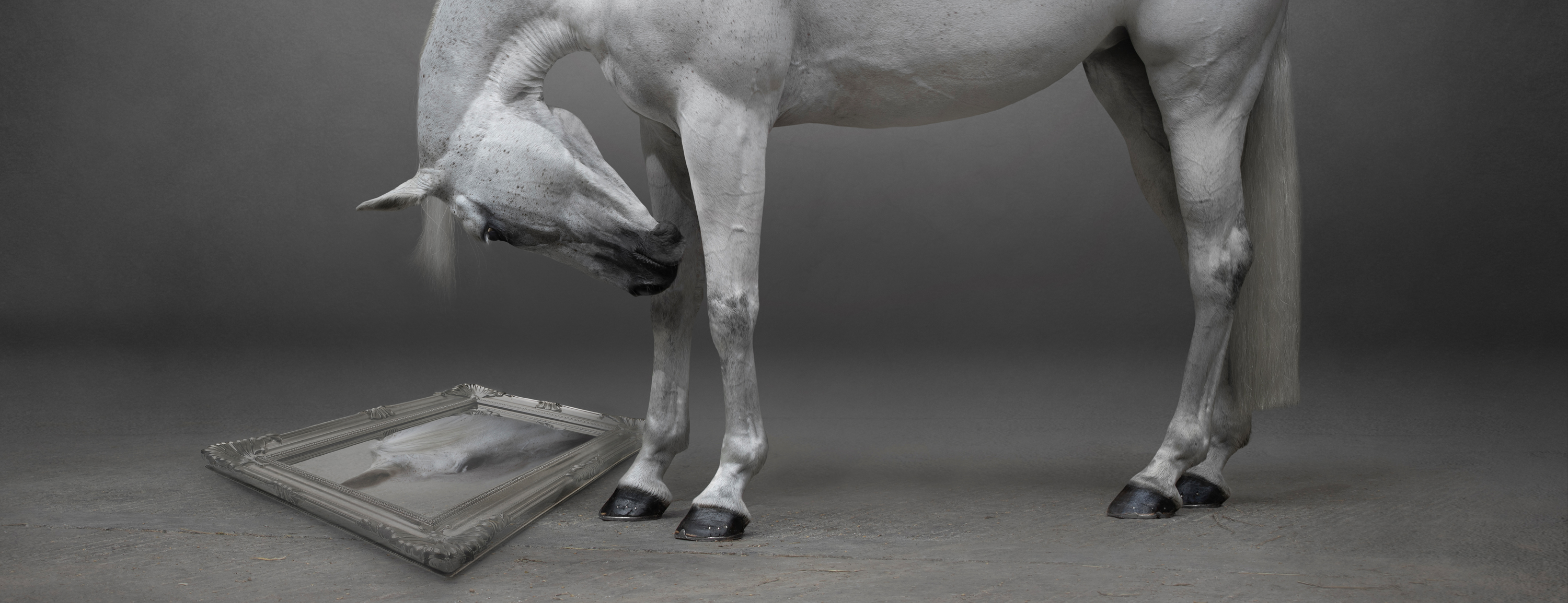 image of a stunning grey stallion in fine art detail